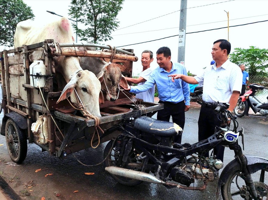 Trao bò dự án sinh kế chương trình mục tiêu quốc gia giảm nghèo cho hộ nghèo xã Tân Trung